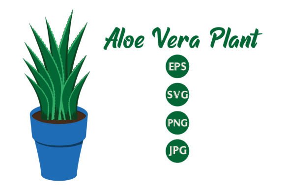 Aloe Vera Plant: Creative Uses Beyond Skincare